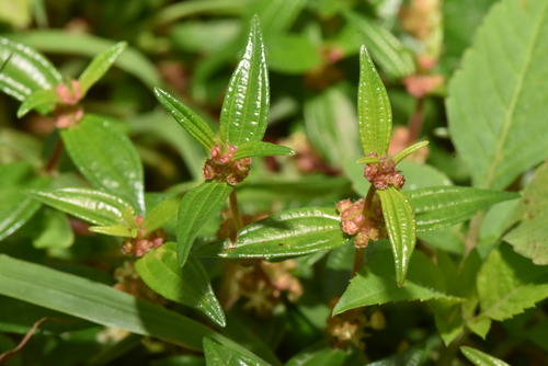 Gonostegia hirta (Gonostegia hirta)