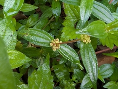 Gonostegia hirta (Gonostegia hirta)