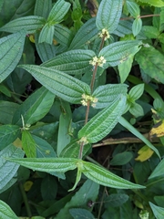 Gonostegia hirta (Gonostegia hirta)