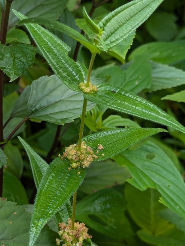 Gonostegia hirta (Gonostegia hirta)