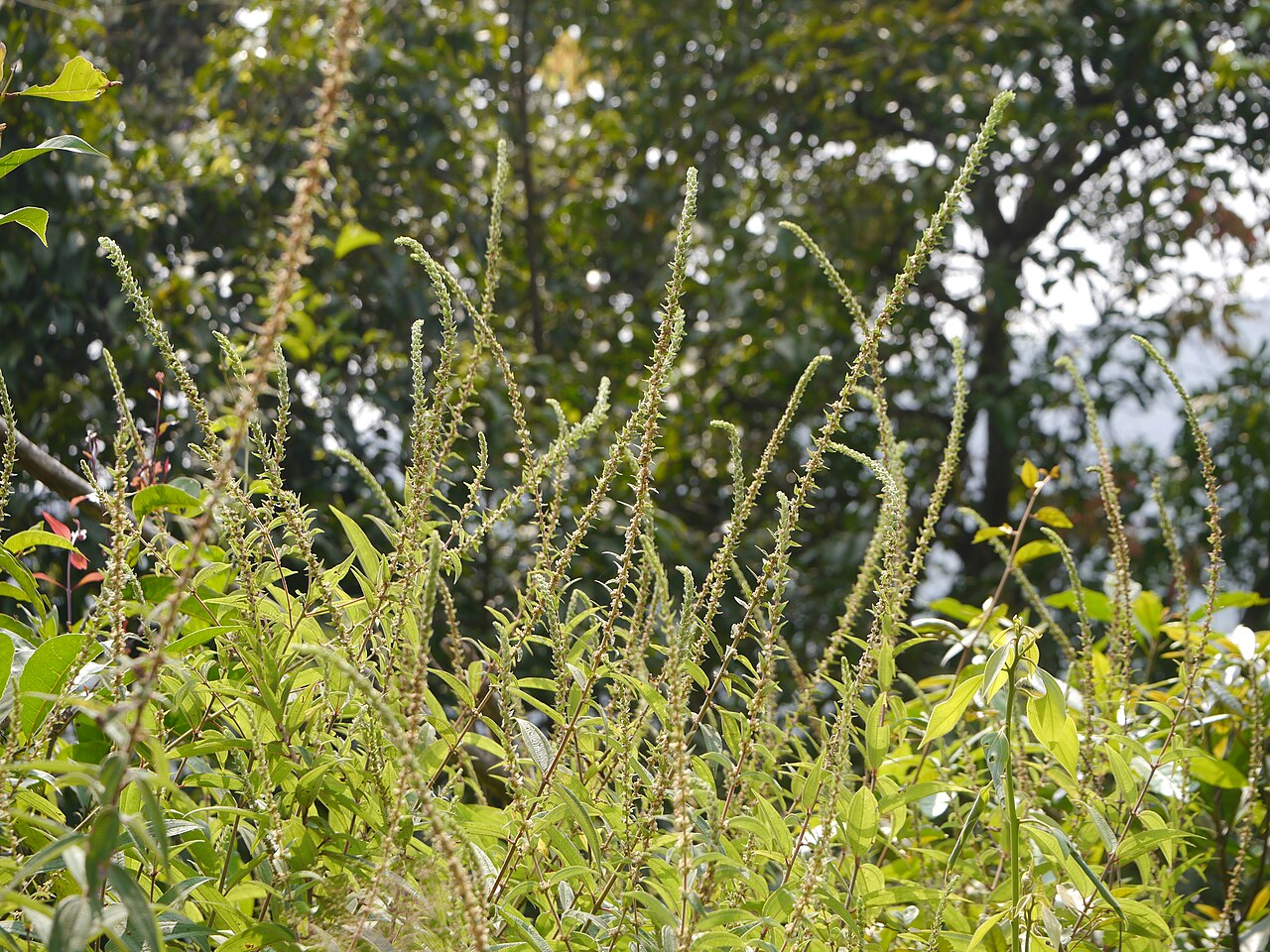Gonostegia pentandra: Pouzolzia pentandra (Roxb.) Benn. & R. Br. subsp. wightii (Benn. & R. Br.) Friis & Wilmot-Dear var. wightii