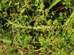 Gonostegia pentandra (Gonostegia pentandra)