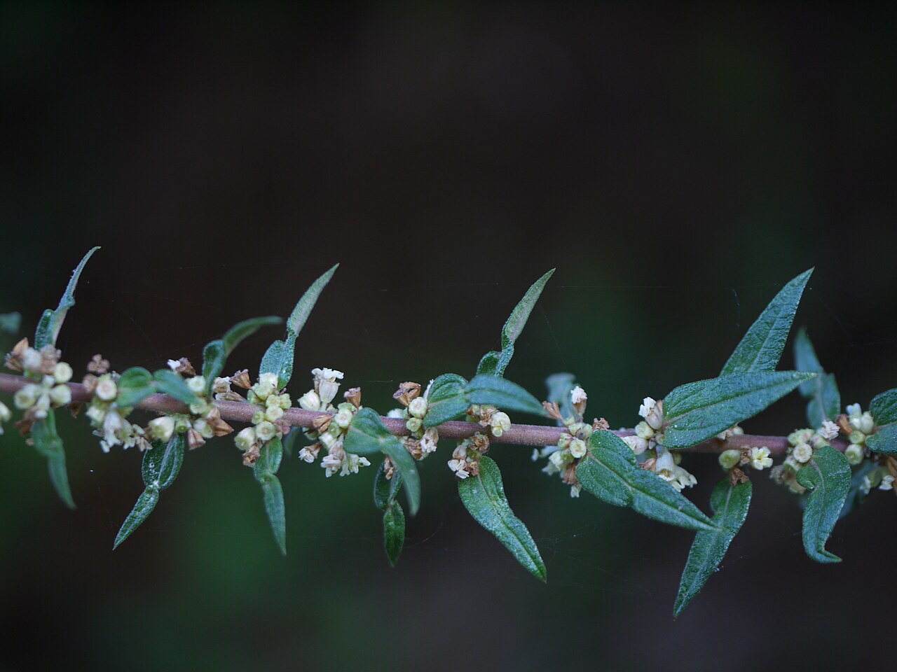 Gonostegia pentandra: Pouzolzia pentandra (Roxb.) Benn. & R. Br. subsp. wightii (Benn. & R. Br.) Friis & Wilmot-Dear var. wightii