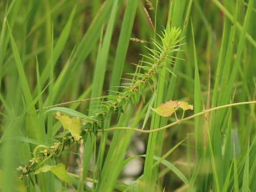 Gonostegia pentandra (Gonostegia pentandra)