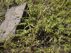 Gonostegia pentandra (Gonostegia pentandra)