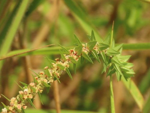 Gonostegia pentandra (Gonostegia pentandra)