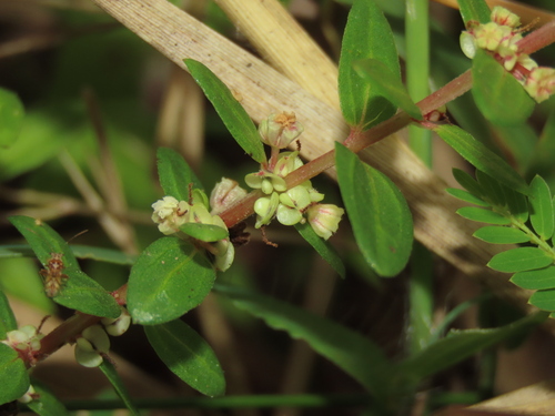 Gonostegia pentandra (Gonostegia pentandra)