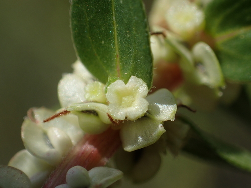 Gonostegia pentandra (Gonostegia pentandra)