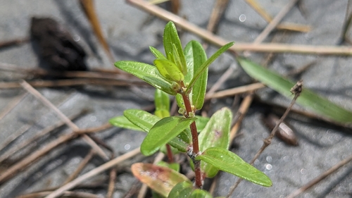 Gonostegia pentandra (Gonostegia pentandra)