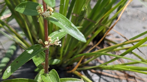 Gonostegia pentandra (Gonostegia pentandra)