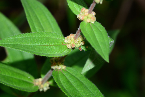 Gonostegia pentandra (Gonostegia pentandra)
