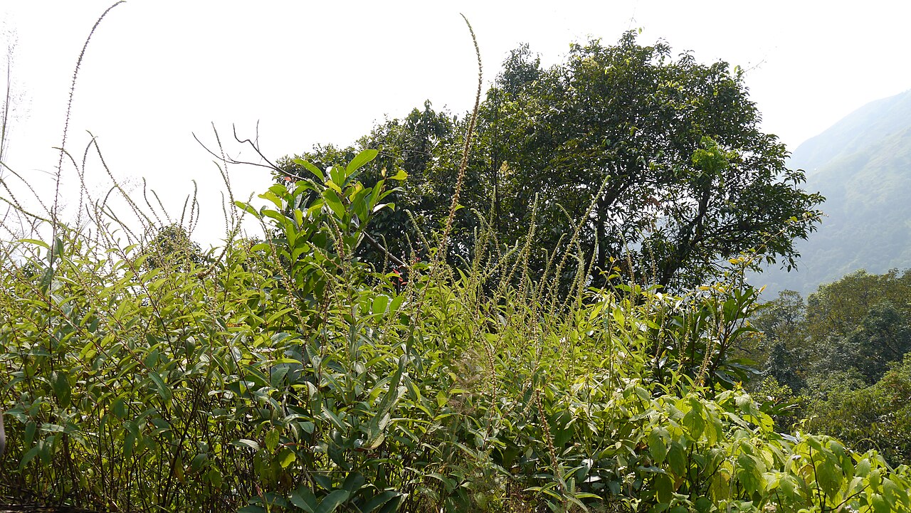 Gonostegia pentandra: Pouzolzia pentandra (Roxb.) Benn. & R. Br. subsp. wightii (Benn. & R. Br.) Friis & Wilmot-Dear var. wightii