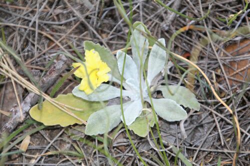 Goodenia affinis (Goodenia affinis)