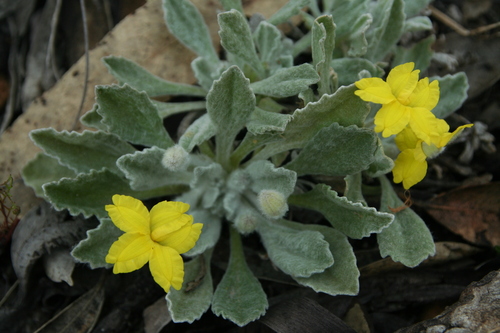Goodenia affinis (Goodenia affinis)