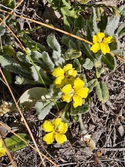 Goodenia affinis (Goodenia affinis)