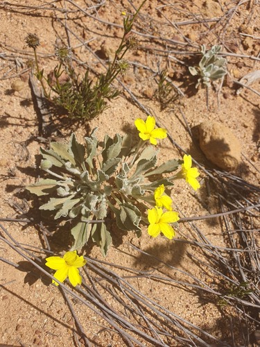 Goodenia affinis (Goodenia affinis)