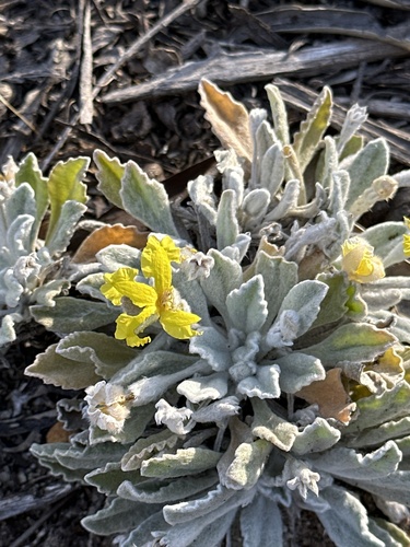 Goodenia affinis (Goodenia affinis)