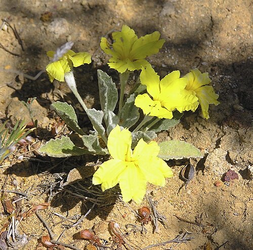 Goodenia affinis: Goodenia affinis near Lake King on the Newdegate-Ravensthorpe Road.