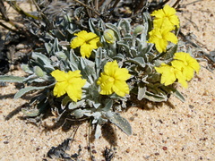 Goodenia affinis (Goodenia affinis)