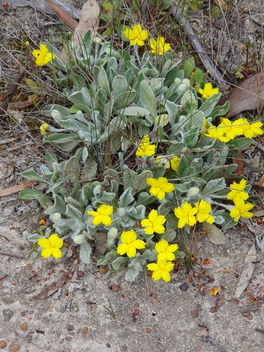 Goodenia affinis (Goodenia affinis)