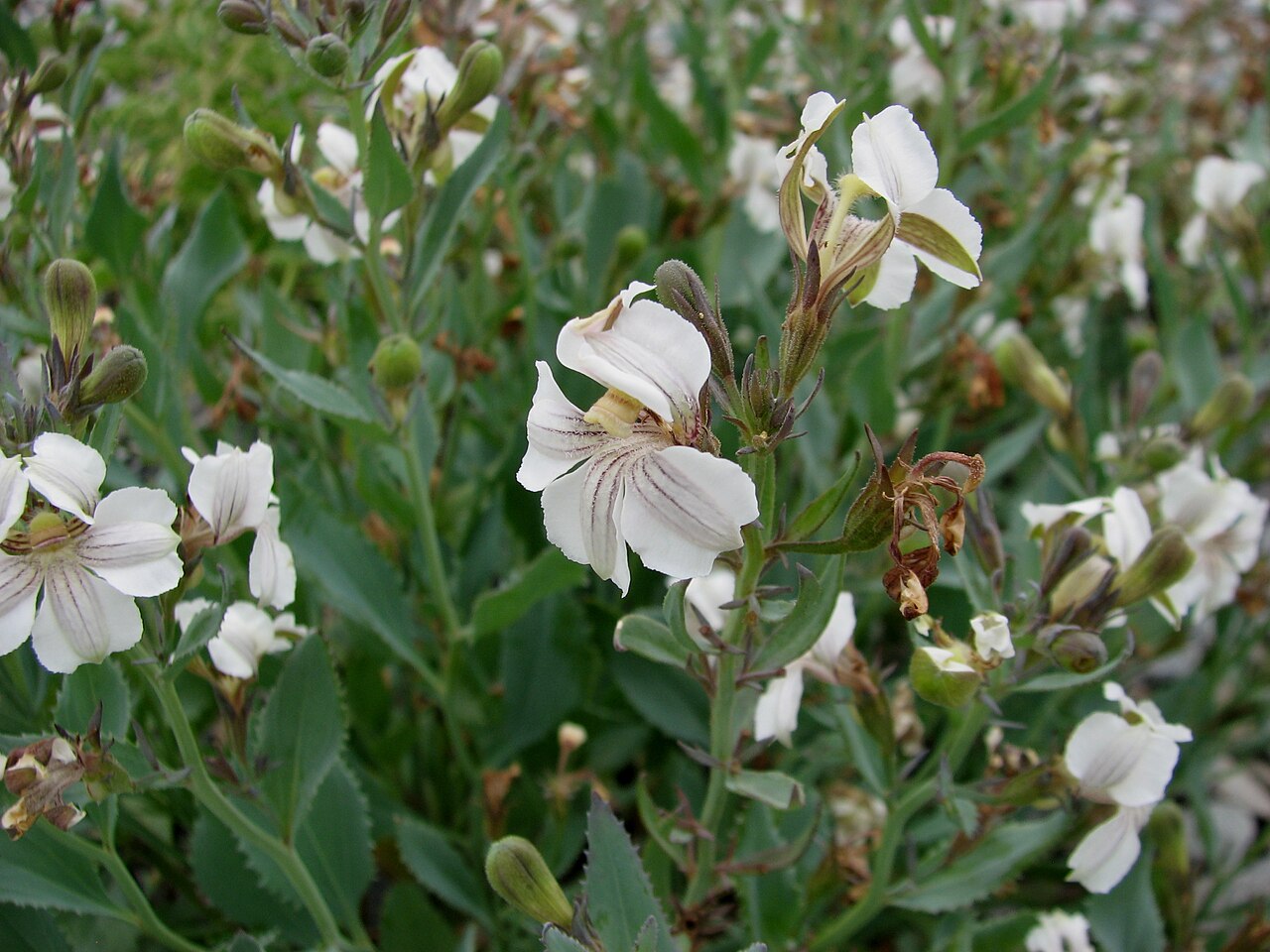 Goodenia albiflora: Goodenia albiflora (cultivated, labelled) , Royal Botanic Gardens Cranbourne, Victoria, Australia