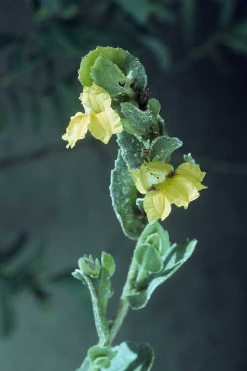 Goodenia amplexans: Goodenia amplexans in the Australian National Botanic Gardens