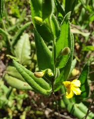 Goodenia amplexans (Goodenia amplexans)