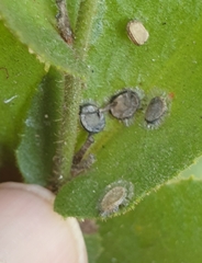 Goodenia amplexans (Goodenia amplexans)
