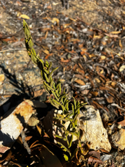 Goodenia amplexans (Goodenia amplexans)