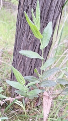Goodenia amplexans (Goodenia amplexans)