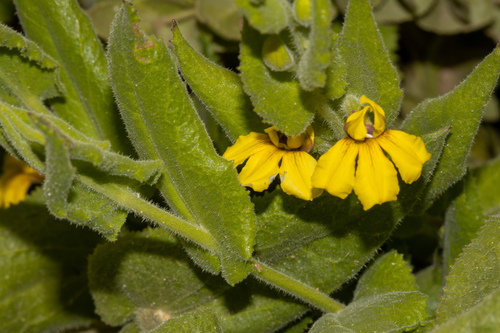 Goodenia amplexans (Goodenia amplexans)
