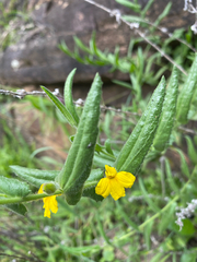 Goodenia amplexans (Goodenia amplexans)