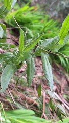 Goodenia amplexans (Goodenia amplexans)