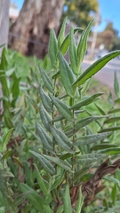 Goodenia amplexans (Goodenia amplexans)