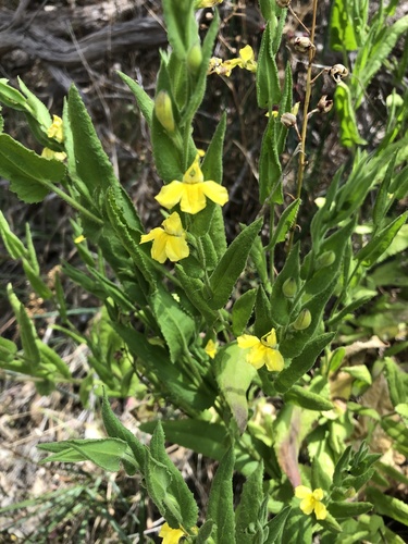 Goodenia amplexans (Goodenia amplexans)