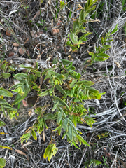 Goodenia amplexans (Goodenia amplexans)