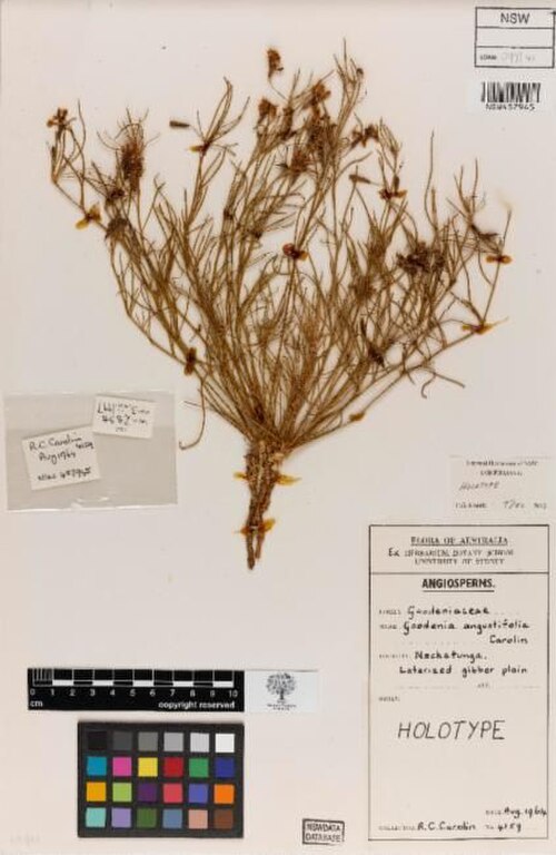 Goodenia angustifolia: Goodenia angustifolia (NSW457945, collected August 1964 on a laterized gibber plain, at Nockatunga, QLD (-27.72, 142.72).