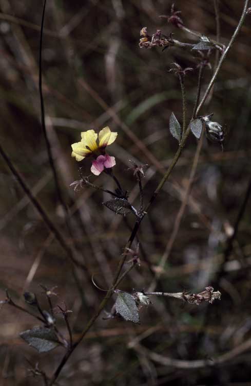Goodenia arachnoidea: Goodenia arachnoidea at Kimberley, Western Australia