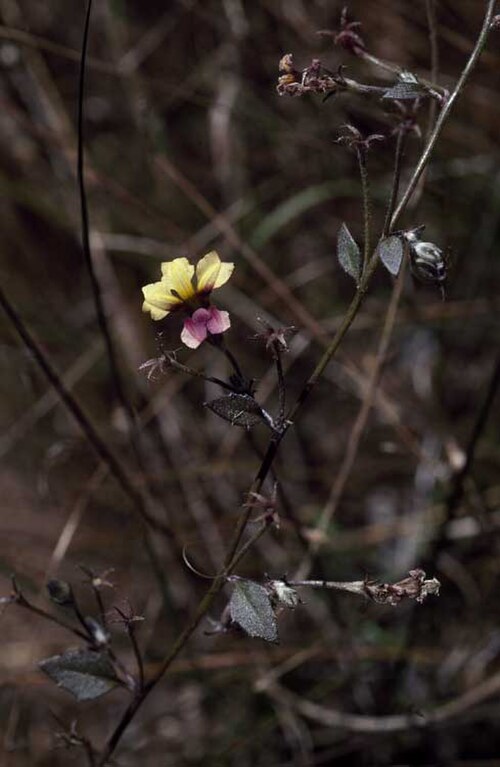 Goodenia arachnoidea: Goodenia arachnoidea at Kimberley, Western Australia