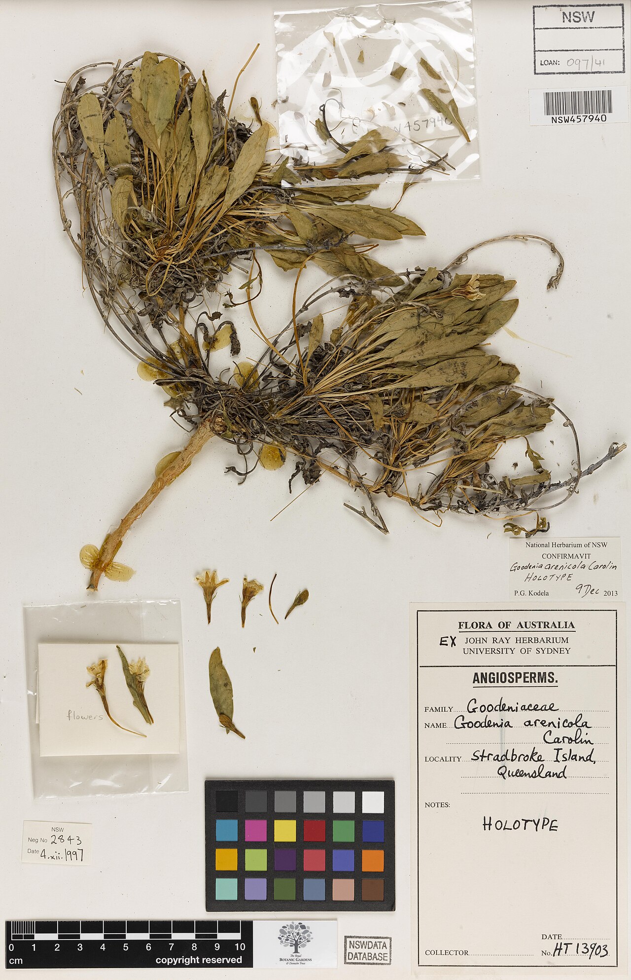 Goodenia arenicola: Preserved specimen of the now extinct Goodenia arenicola