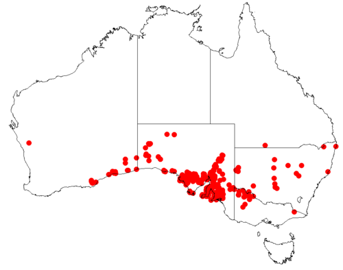 Goodenia arguta: Velleia arguta Occurrence data downloaded from [[Australasian Virtual Herbarium}AVH]] on 10 September 2018, https://doi.org/10.26197/5b95829e36509