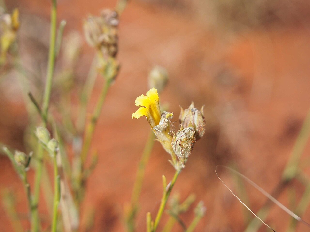 Goodenia armitiana: Goodenia armitiana flower