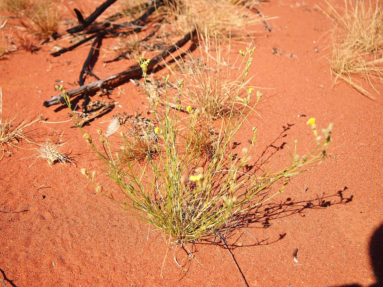 Goodenia armitiana: Goodenia armitiana