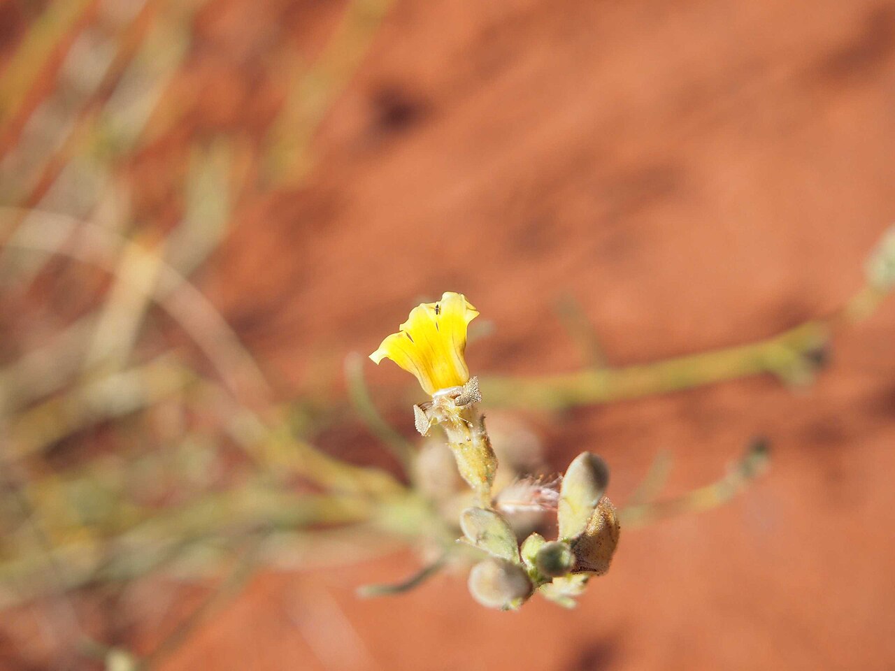 Goodenia armitiana: Goodenia armitiana flower