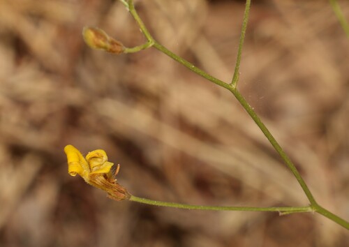 Goodenia armitiana (Goodenia armitiana)