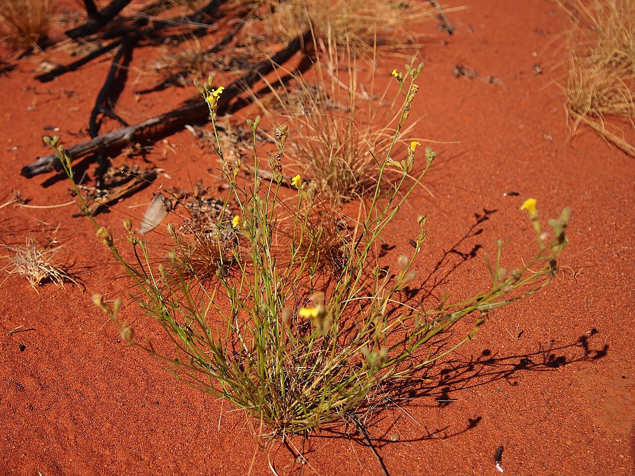 Goodenia armitiana: Goodenia armitiana