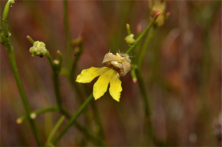 Goodenia armitiana: Goodenia armitiana near White Mountains National Park, about 110 km east of Hughenden, Queensland