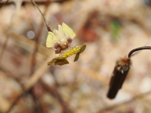 Goodenia armstrongiana (Goodenia armstrongiana)