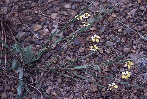 Goodenia armstrongiana: Goodenia armstrongiana in Arnhem Land
