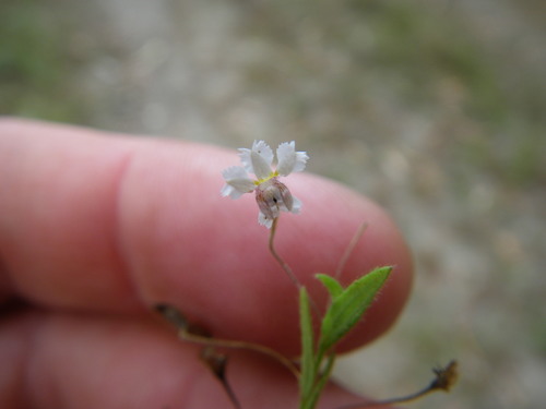 Goodenia armstrongiana (Goodenia armstrongiana)